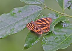 Herona marathus