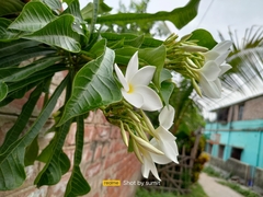 Plumeria pudica