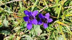 Gentiana septemfida