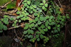 Peperomia leptostachya