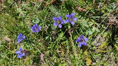 Gentiana septemfida