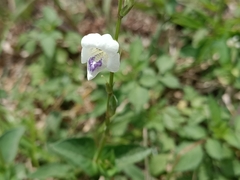 Asystasia intrusa