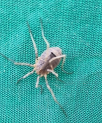 Odiellus spinosus