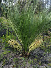 Macrozamia riedlei