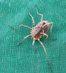 Odiellus spinosus