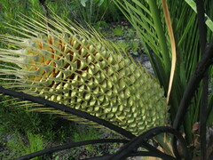 Macrozamia riedlei