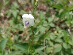 Asystasia intrusa