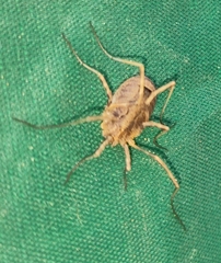 Odiellus spinosus