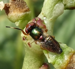 Physiphora clausa