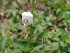 Asystasia intrusa