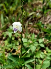 Asystasia intrusa