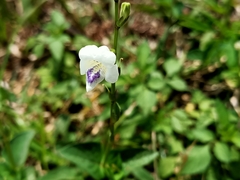 Asystasia intrusa