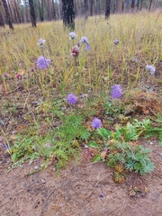 Scabiosa comosa
