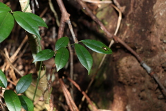 Pandorea jasminoides