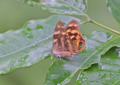 Herona marathus
