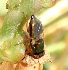 Physiphora clausa