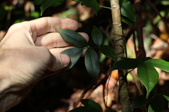 Pandorea jasminoides