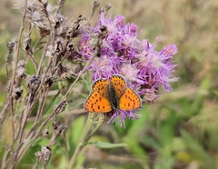 Lycaena thersamon