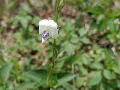 Asystasia intrusa