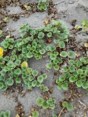 Calystegia soldanella