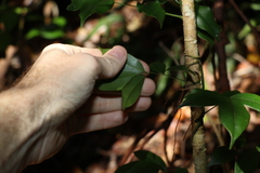 Pandorea jasminoides