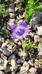 Campanula tridentata