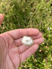 Eriophorum virginicum