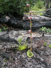 Pyrorchis nigricans