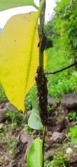 Aphidomorpha