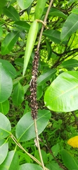 Aphidomorpha