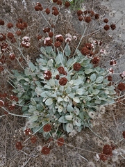 Eriogonum latifolium