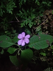 Impatiens walleriana