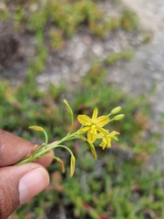Bulbine praemorsa