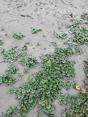 Calystegia soldanella