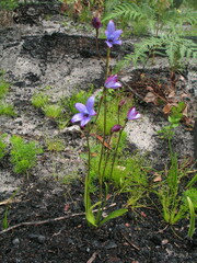 Elythranthera brunonis