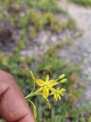 Bulbine praemorsa