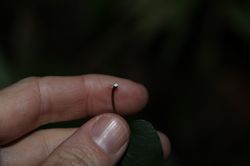 Image of Parsonsia longipetiolata by (c) Greg Tasney, some rights reserved (CC BY-SA)