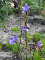 Elythranthera brunonis