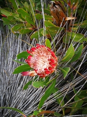 Protea obtusifolia