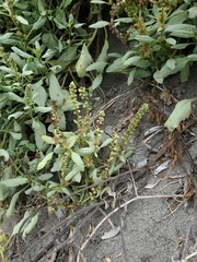 Ambrosia chamissonis