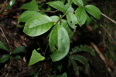 Cyclophyllum longipetalum