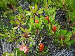 Protea obtusifolia
