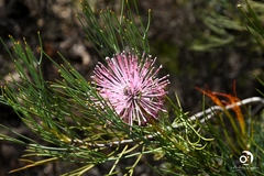 Isopogon