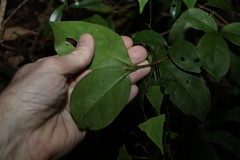 Cyclophyllum longipetalum