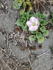 Calystegia soldanella