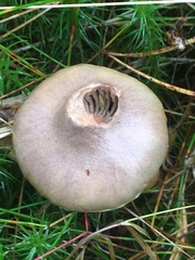 Chroogomphus rutilus