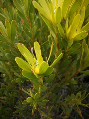 Leucadendron meridianum