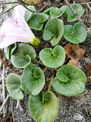 Calystegia soldanella