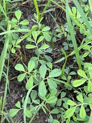 Indigofera miniata