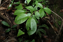 Cyclophyllum longipetalum